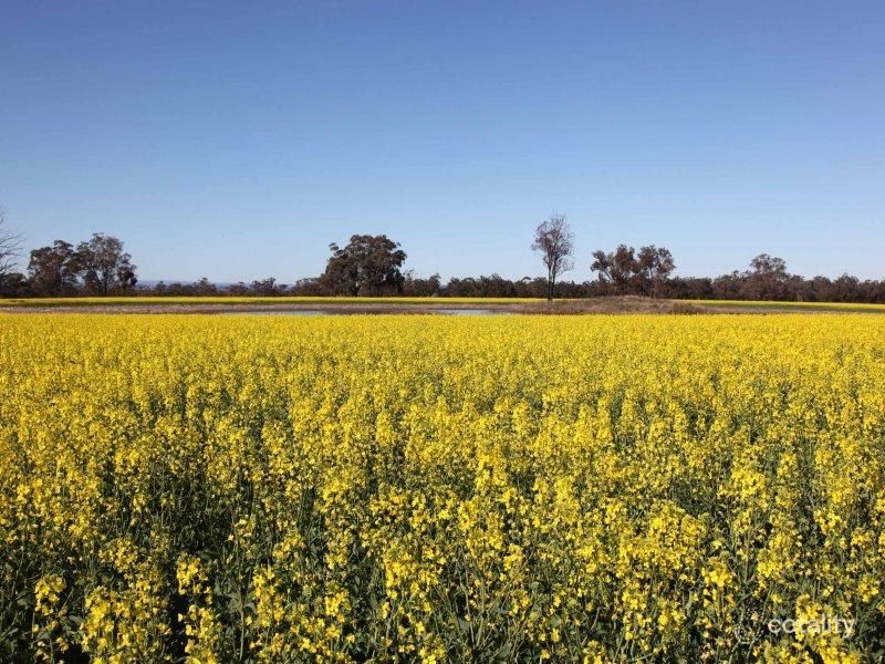 77 Kruilaya Rd, Cassilis, NSW 2329