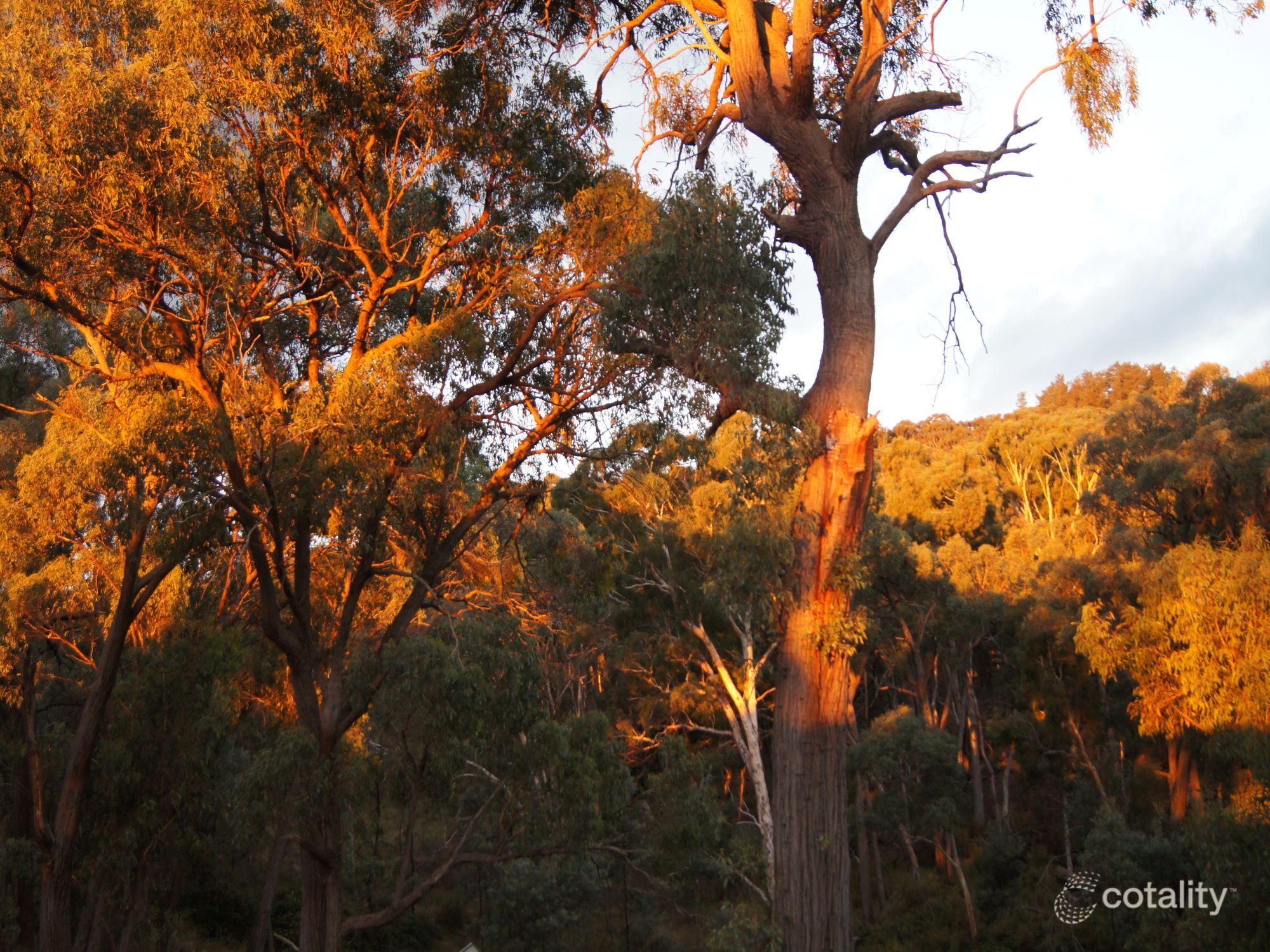 24 Coolabah Dr, Clifton Grove, NSW 2800