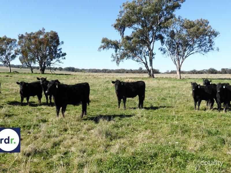 980 Ashford Rd, Nullamanna, NSW 2360