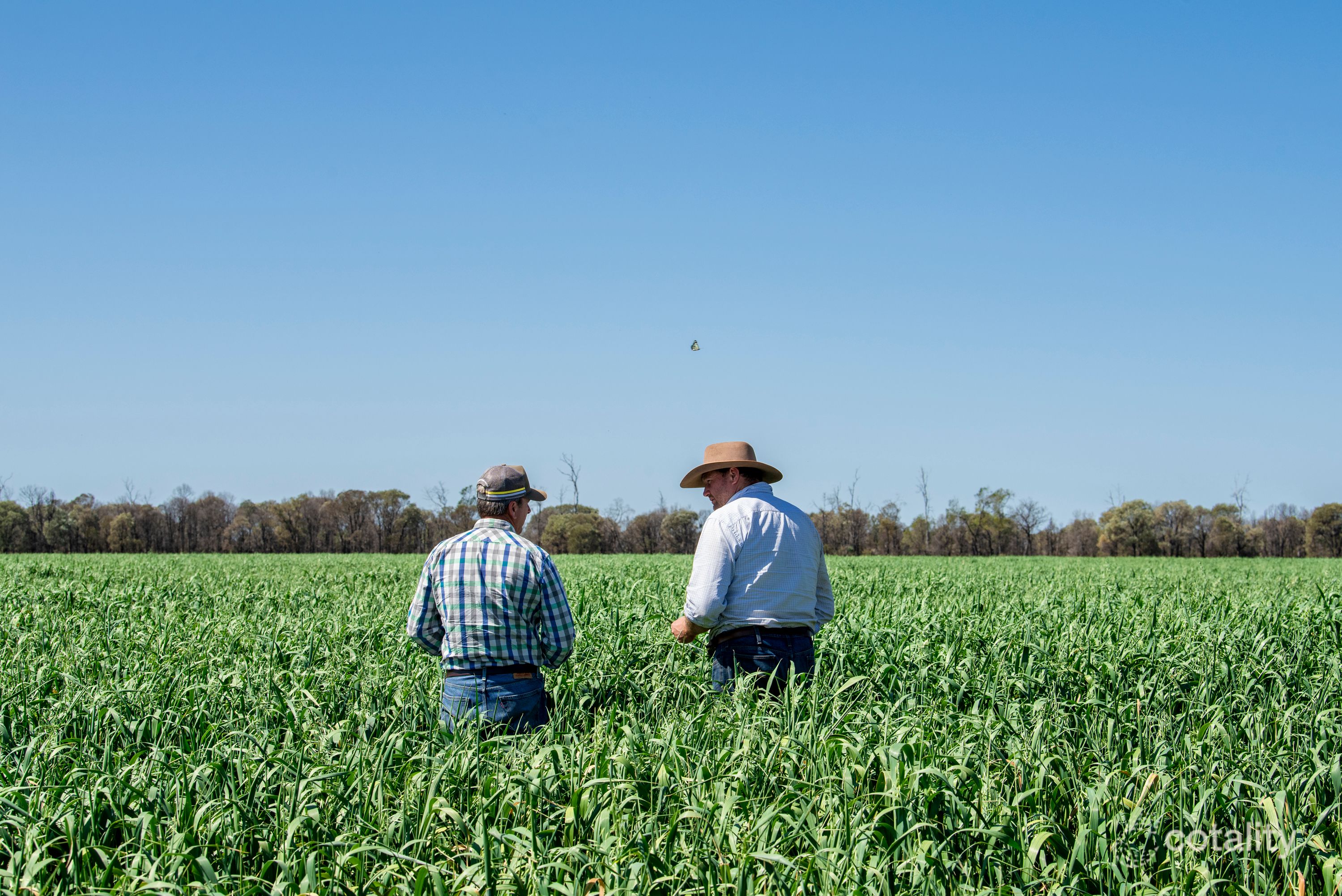 3367 Roma Condamine Rd, Warkon, QLD 4417