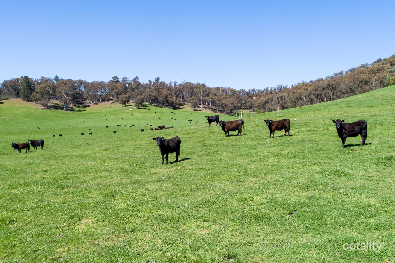 1177 Callaghan Creek Rd, Mitta Mitta, VIC 3701