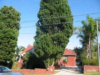 16 Willandra Rd, Beacon Hill, NSW 2100