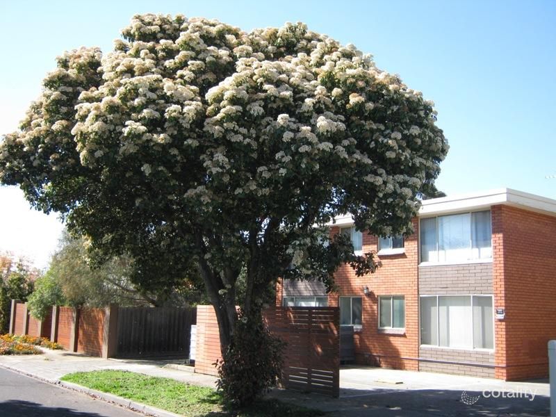 5/7 Palm St, Fairfield, VIC 3078