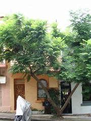 7 Ennis St, Balmain, NSW 2041