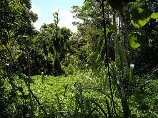 10 Vandeleur Cl, East Innisfail, QLD 4860