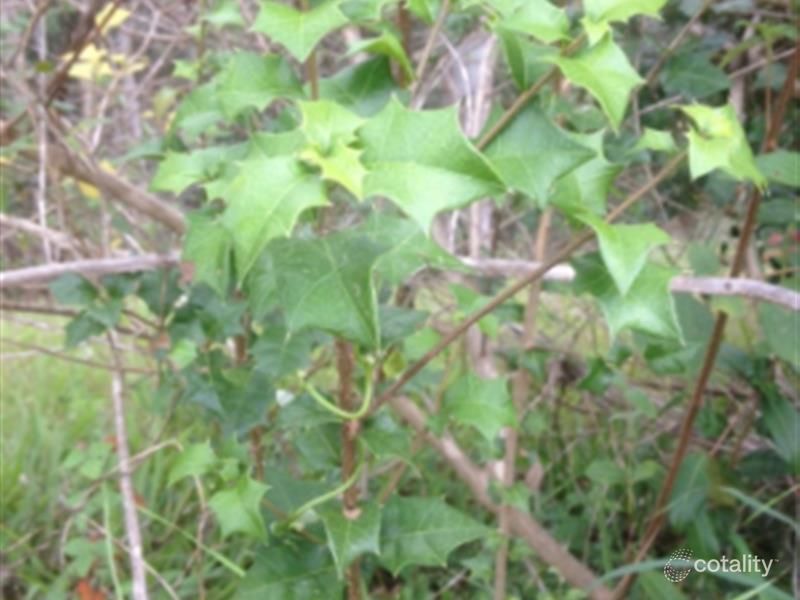 10 Lilly Pilly Rise, Eumundi, QLD 4562