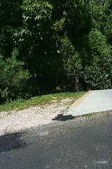 6 Griffin Ave, North Tamworth, NSW 2340