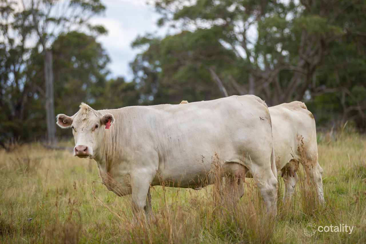 527-528 Melrose Rd, Enmore, NSW 2350