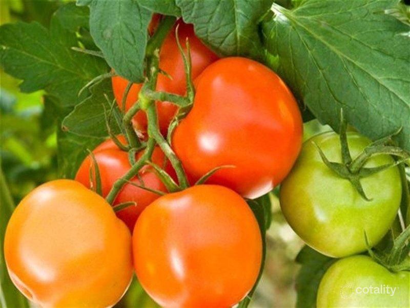 Lot 284 Chivell Rd, Angle Vale, SA 5117