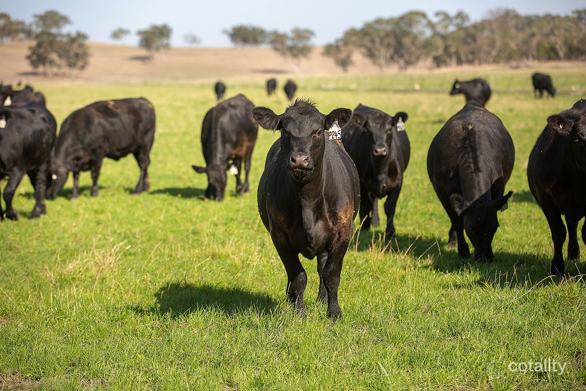 849 Avenue Range Rd, Avenue Range, SA 5273