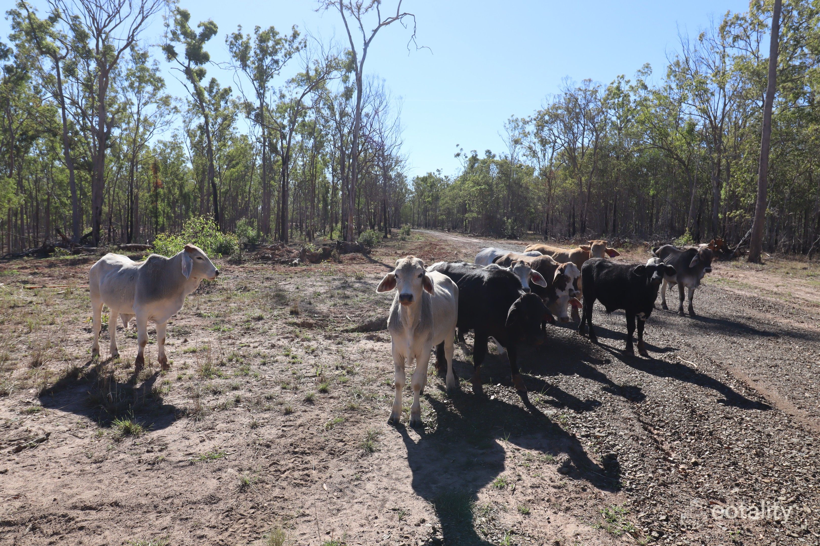 52 Stevens Rd, Bucca, QLD 4670