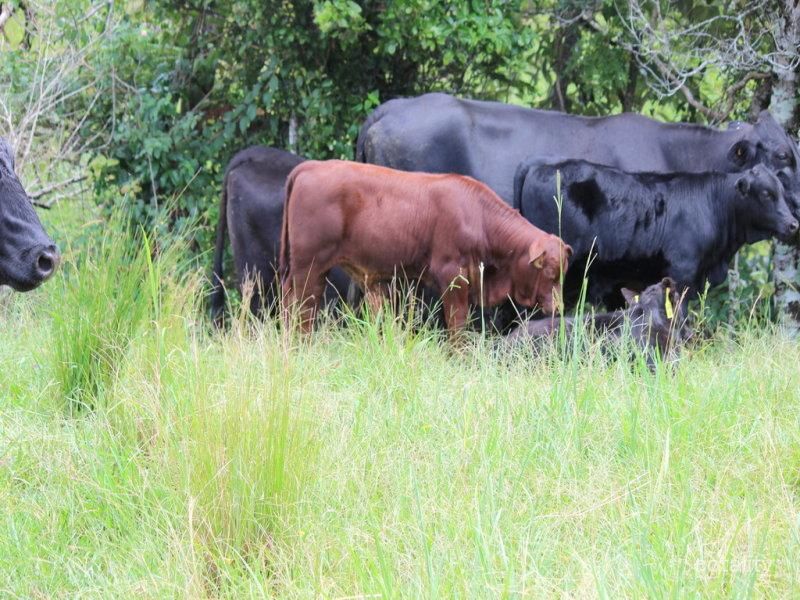 1271 Dalrymple Rd, Dalrymple Heights, QLD 4757