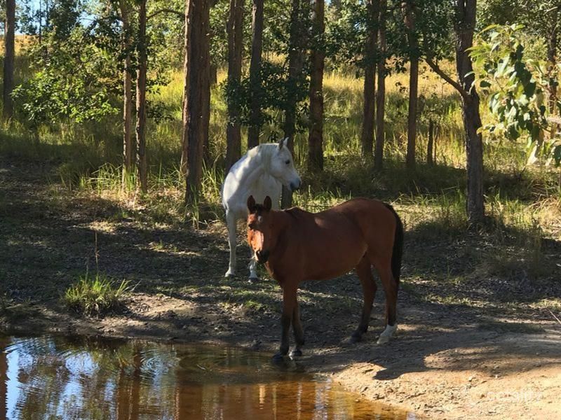 476 Paddys Flat Rd, Tabulam, NSW 2469