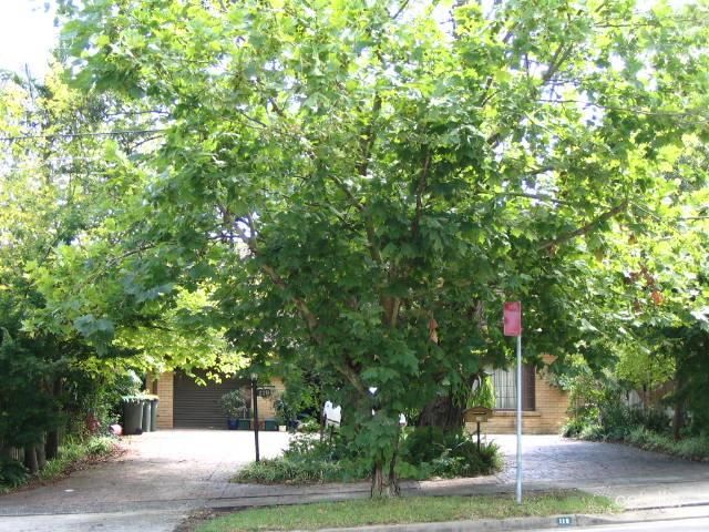 119 Sherbrook Rd, Asquith, NSW 2077