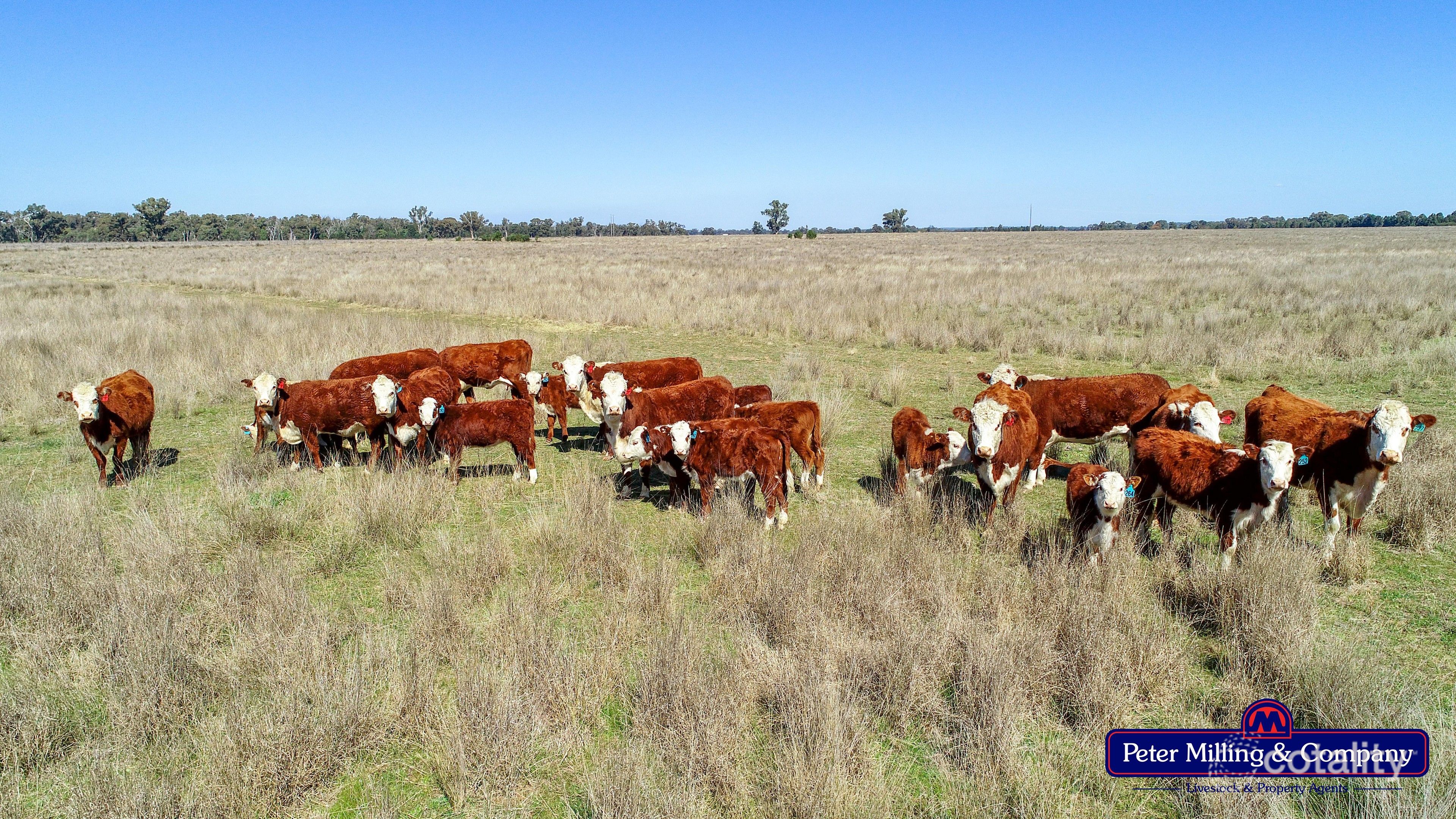 41r Dulcidene Rd, Terramungamine, NSW 2830