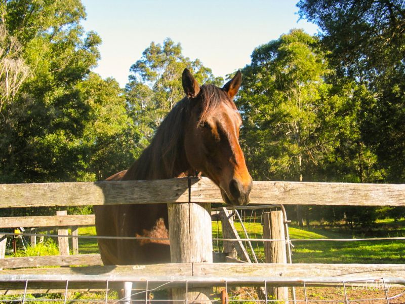 209 Smiths Rd, Dooralong, NSW 2259