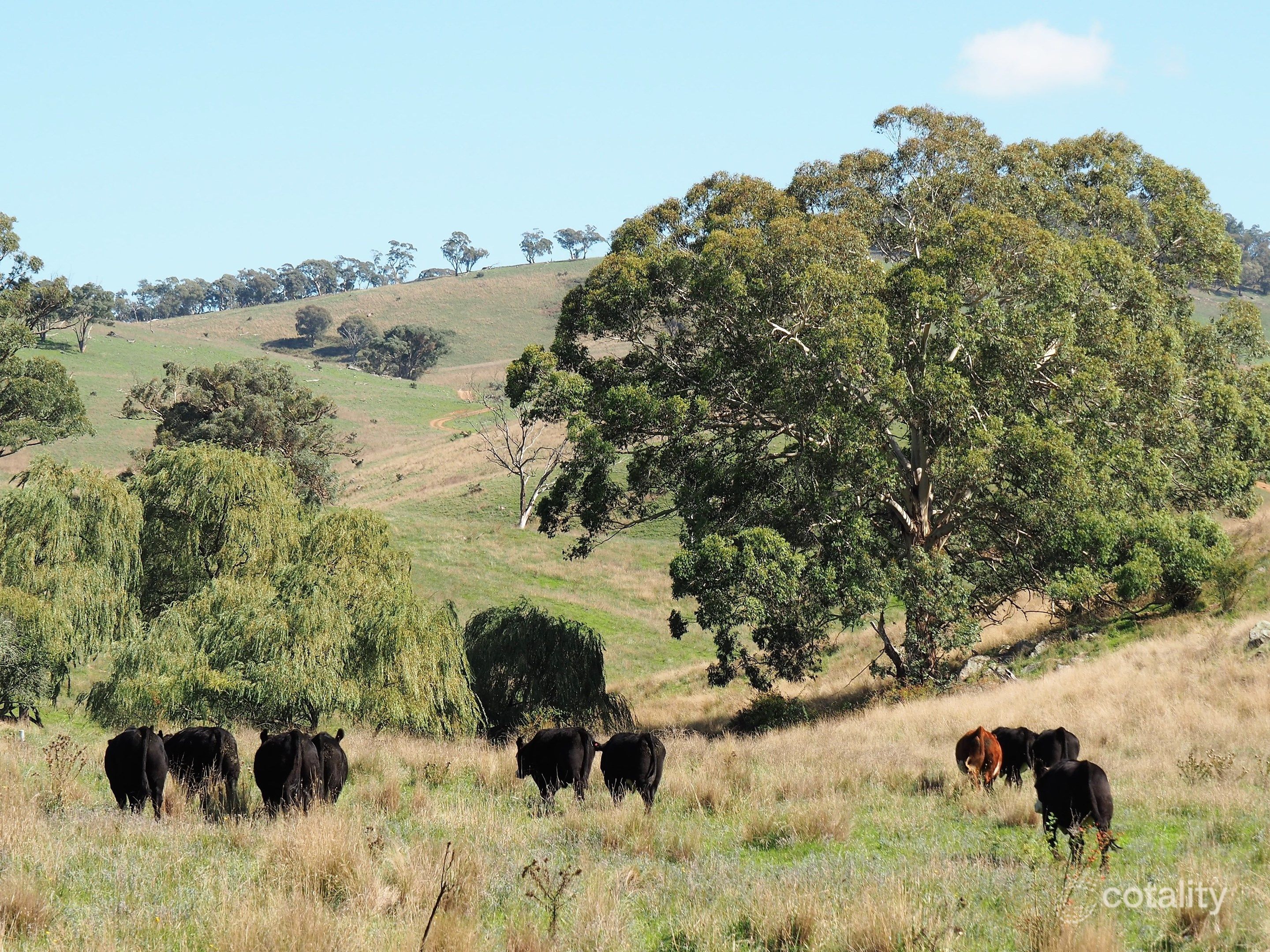 2009 Dark Corner Rd, Palmers Oaky, NSW 2795