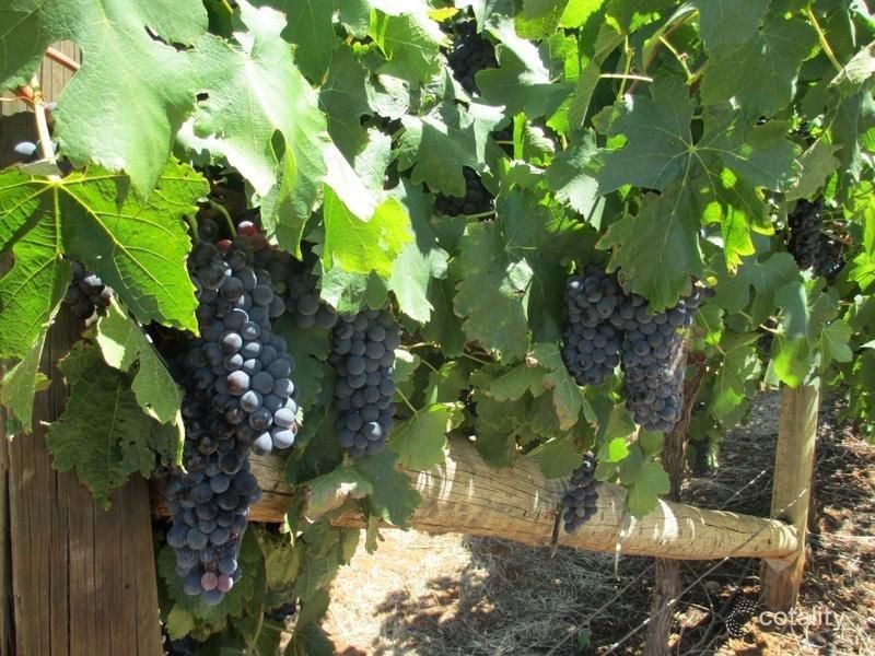 870 Coorong Ave, Red Cliffs, VIC 3496