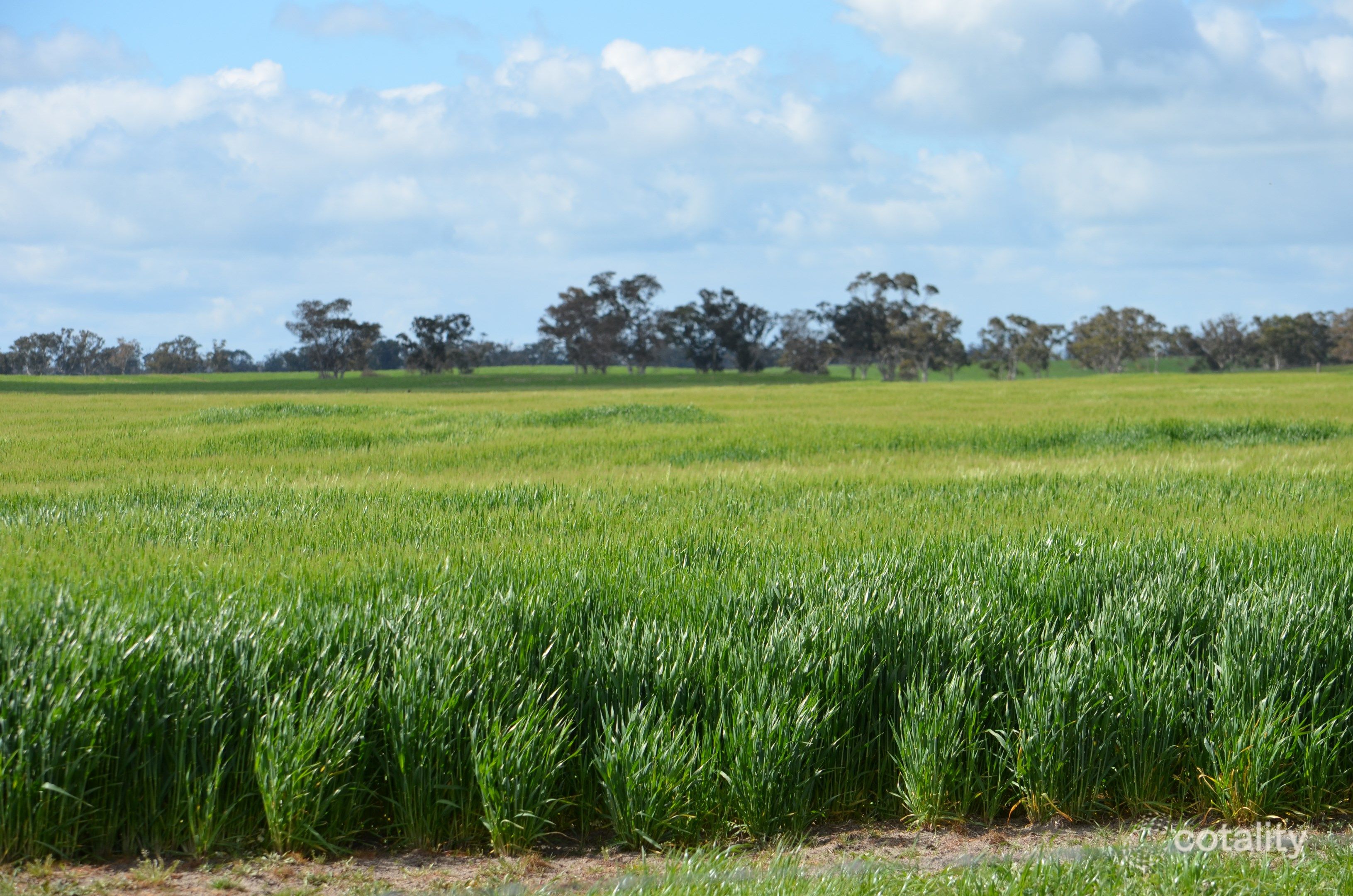 343 Cooper Rd, Bangham, SA 5268