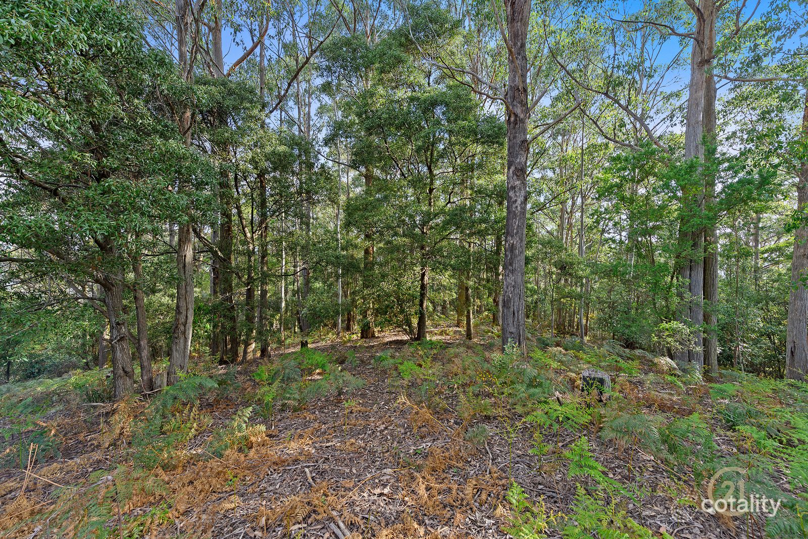 8 Ellice Hill Dr, Spreyton, TAS 7310