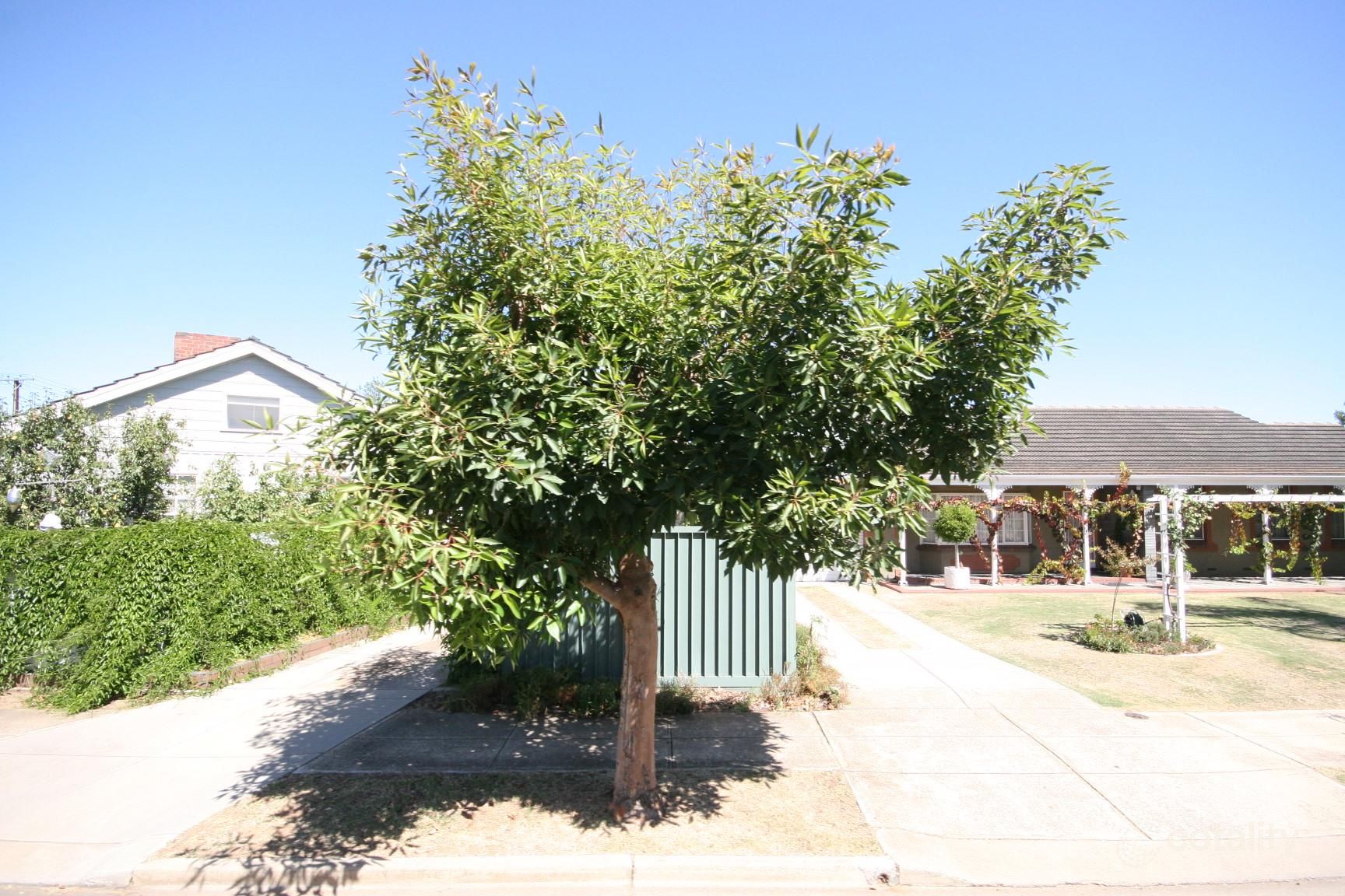 22 Shelley Ave, Netley, SA 5037