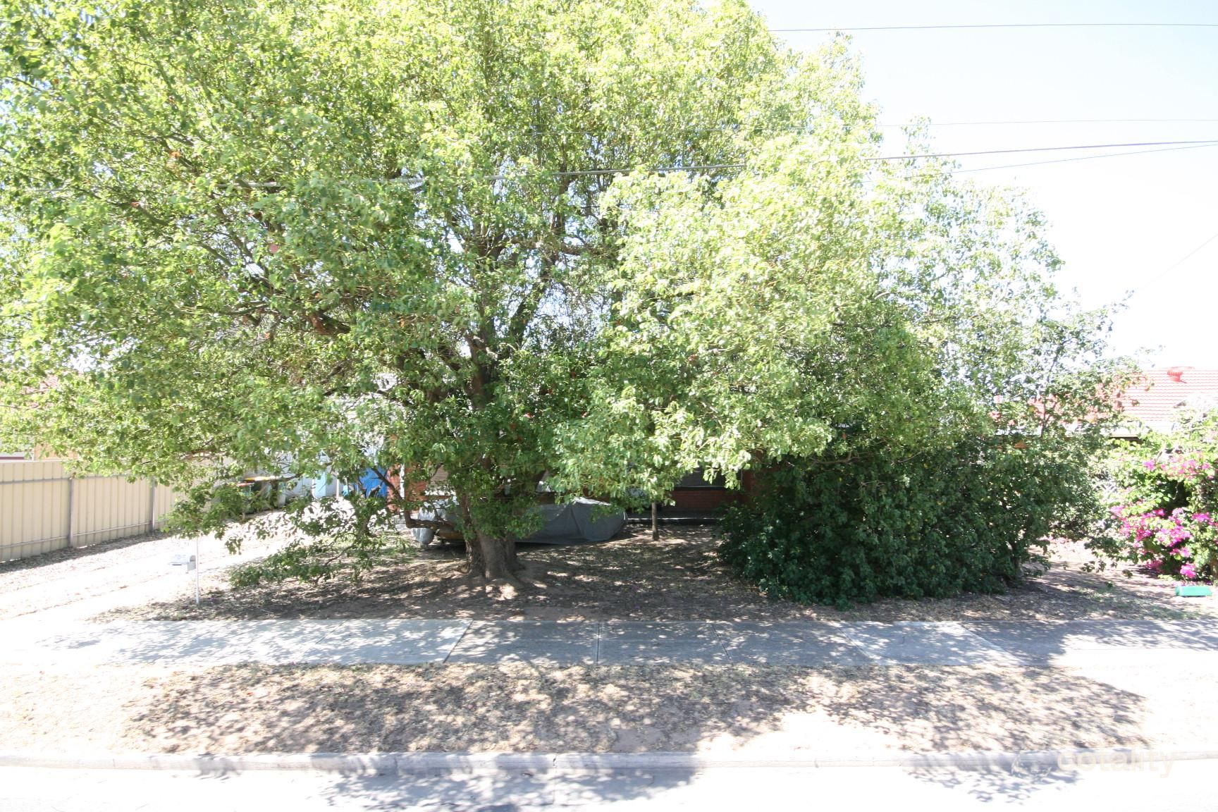 71 Beare Ave, Netley, SA 5037