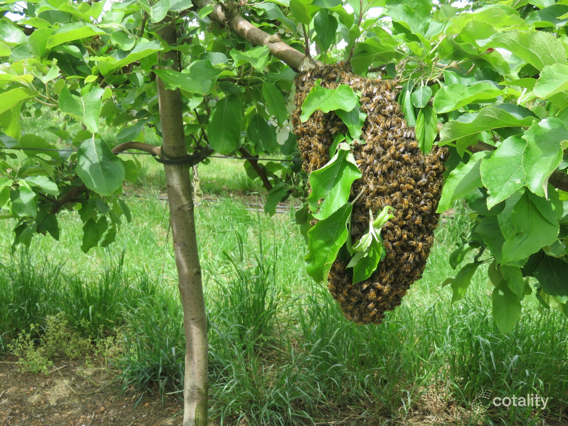 190 Churches Rd, Jardee, WA 6258