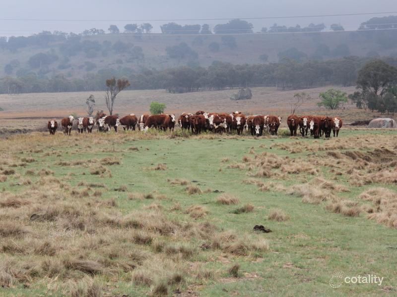 215 Mount Speribo Rd, Bolivia, NSW 2372