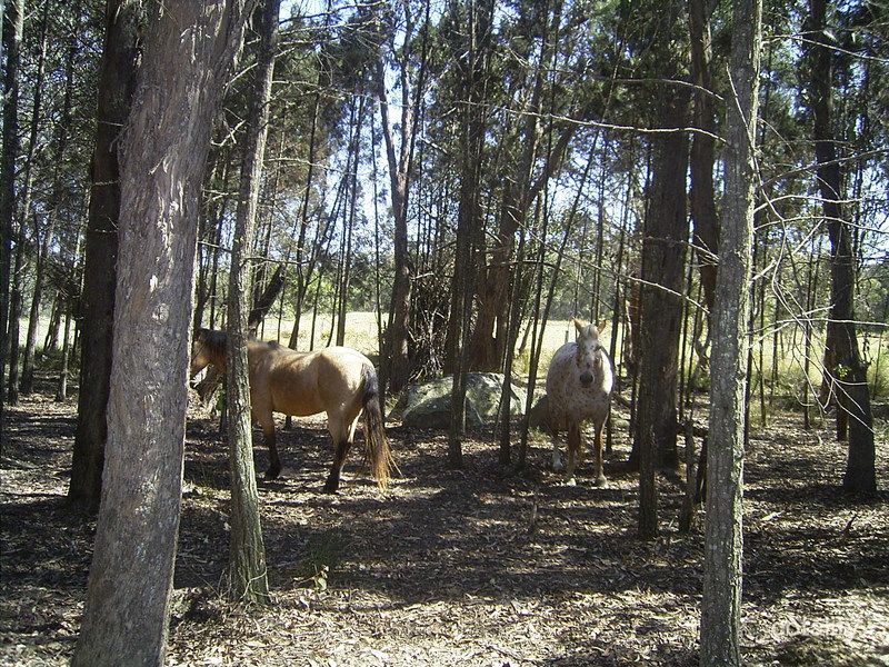 644 Spring Creek Rd, Amiens, QLD 4380