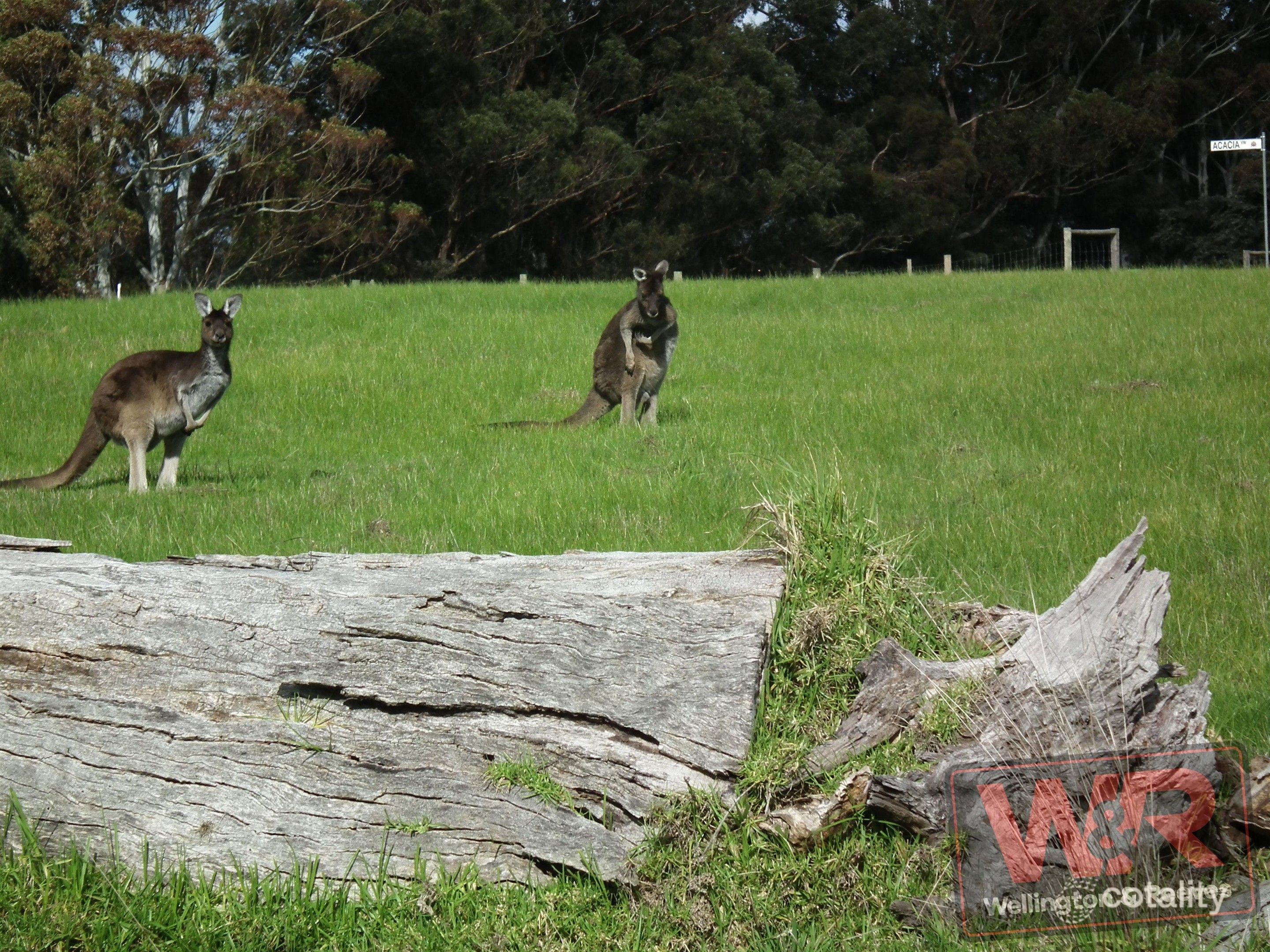 53 Greenwood Dr, Willyung, WA 6330