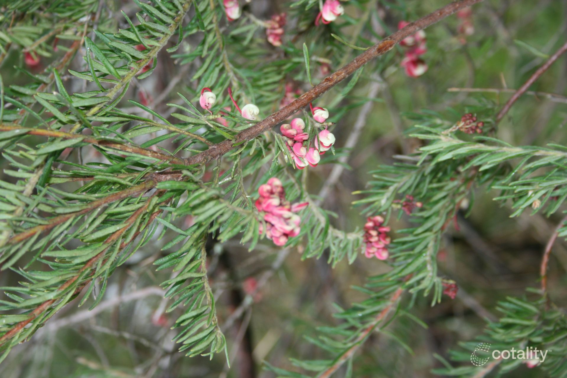 964 Goobarragandra Rd, Goobarragandra, NSW 2720