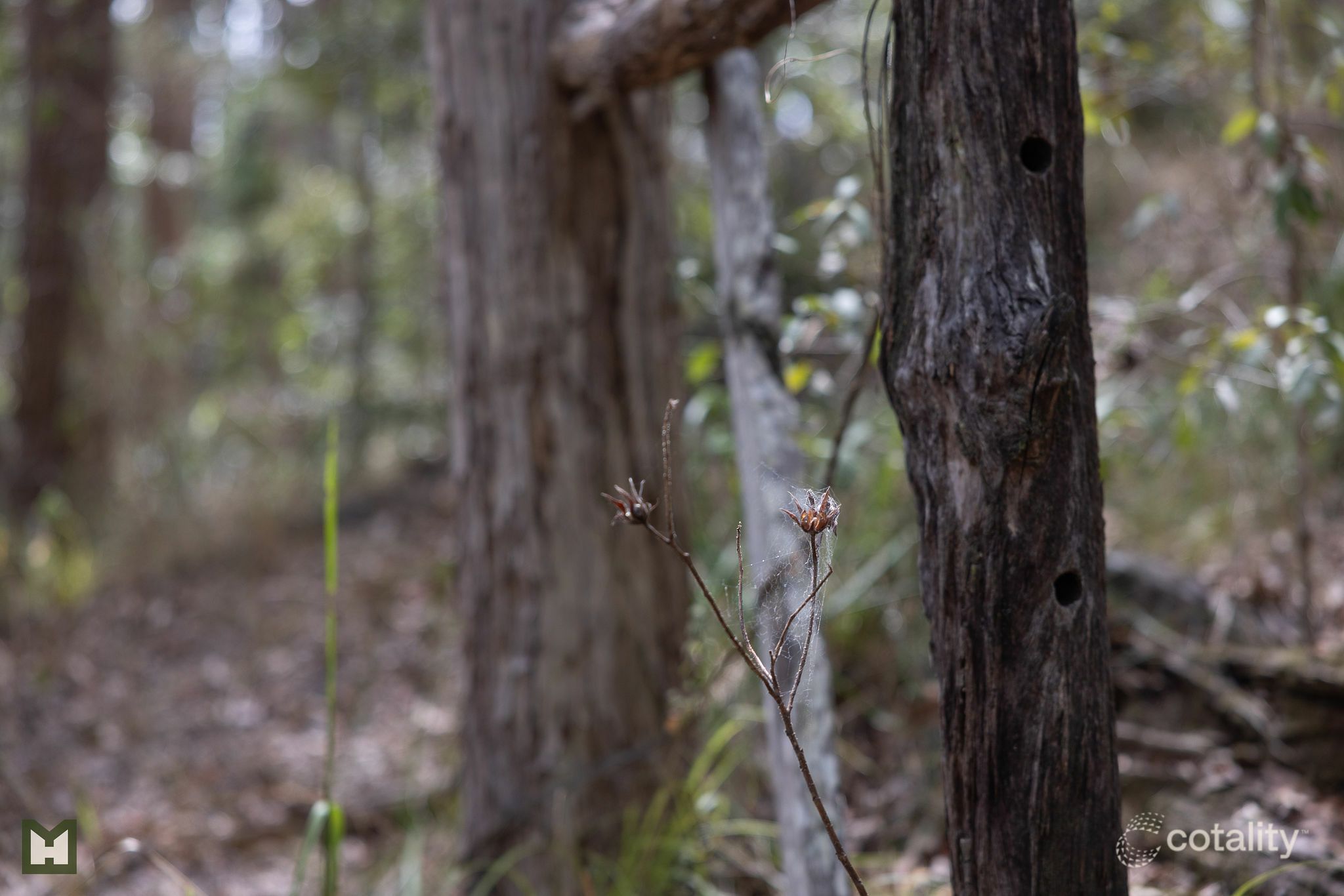 104-119 Citrus Rd, Palmwoods, QLD 4555