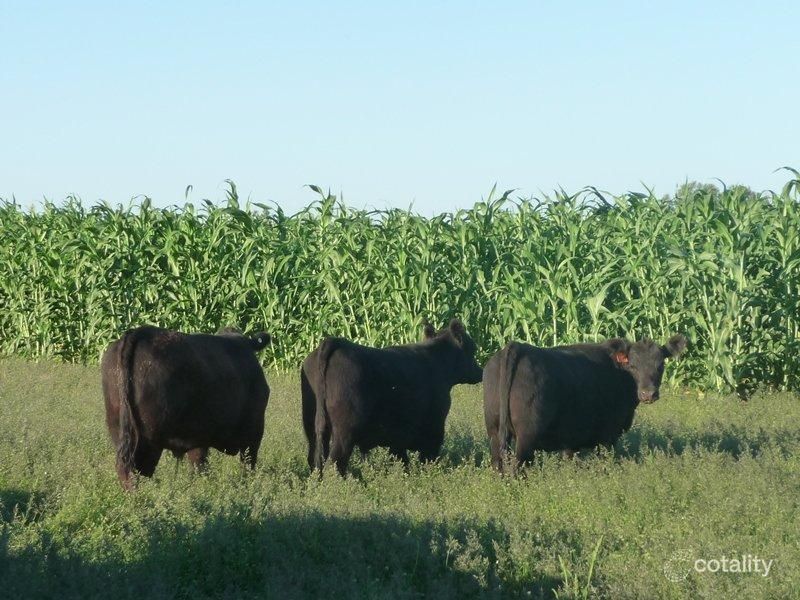 1342 Killara Lane, Gilgooma, NSW 2829