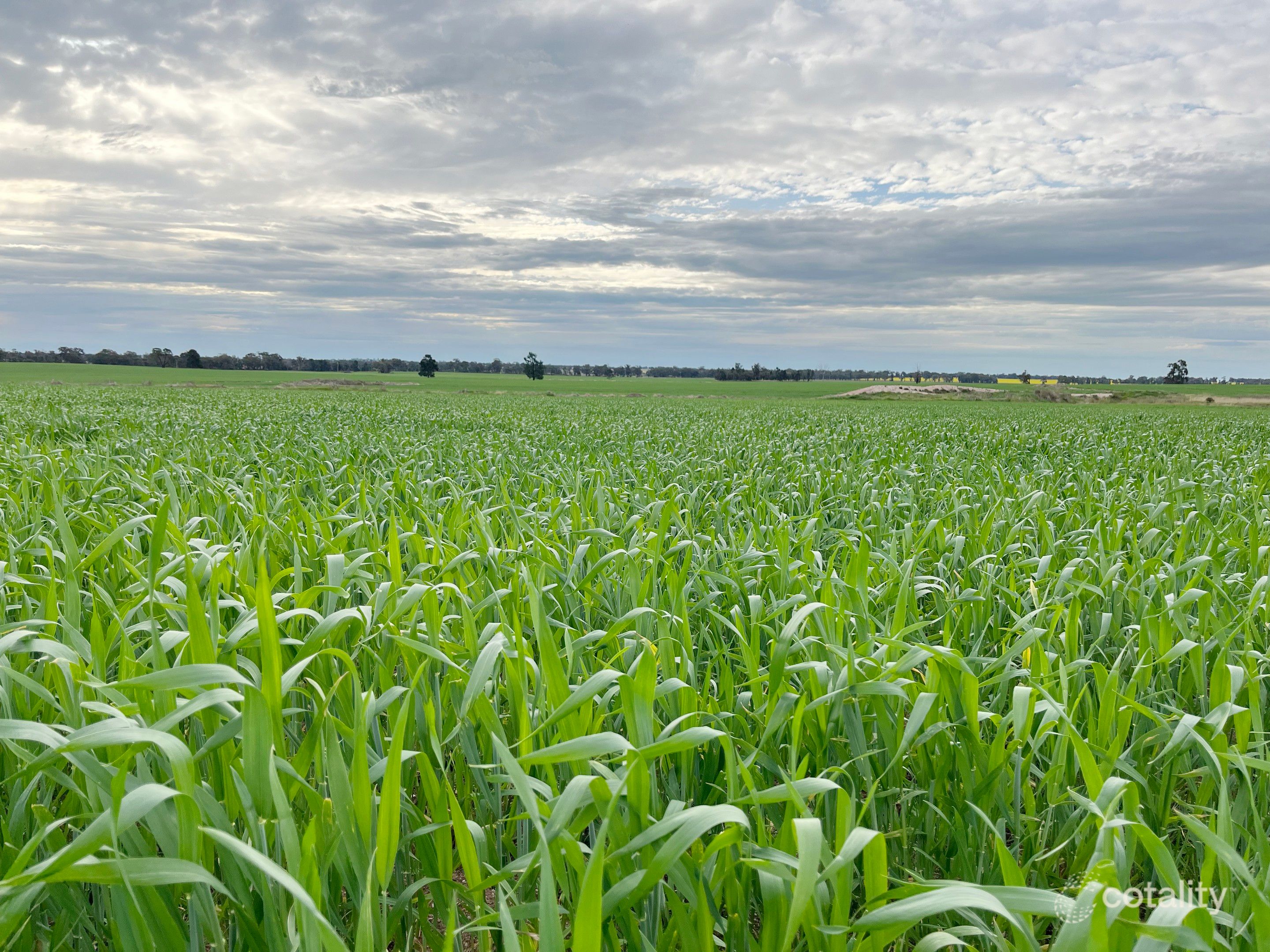 2277 Tomingley Rd, Narromine, NSW 2821