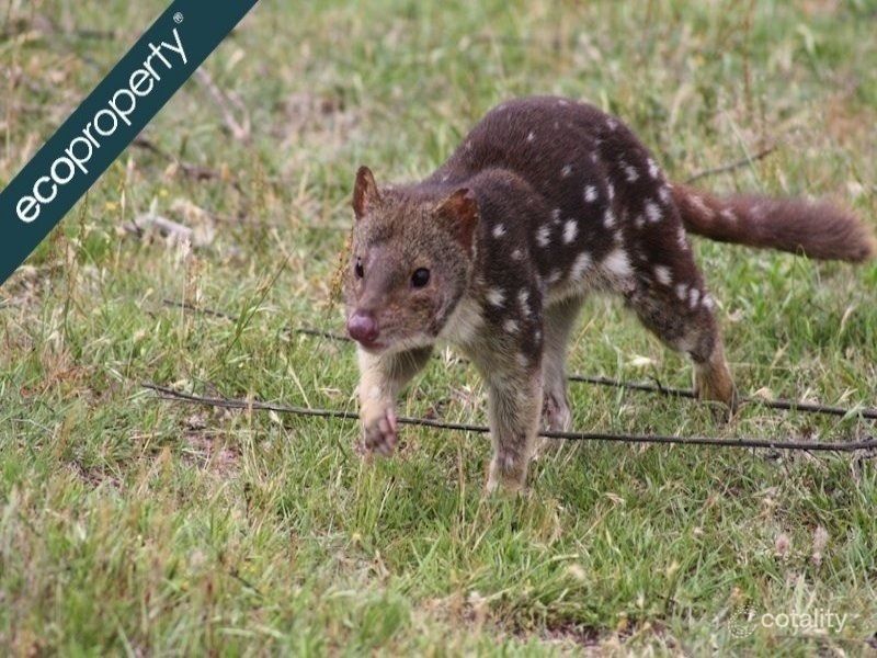 938 Pyangle Rd, Breakfast Creek, NSW 2849