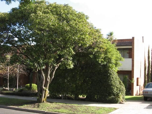 3/1 Mabel St, Ivanhoe, VIC 3079