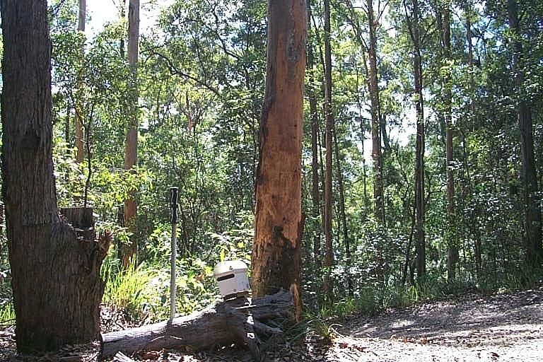 29 Reynella Rd, Tallebudgera, QLD 4228