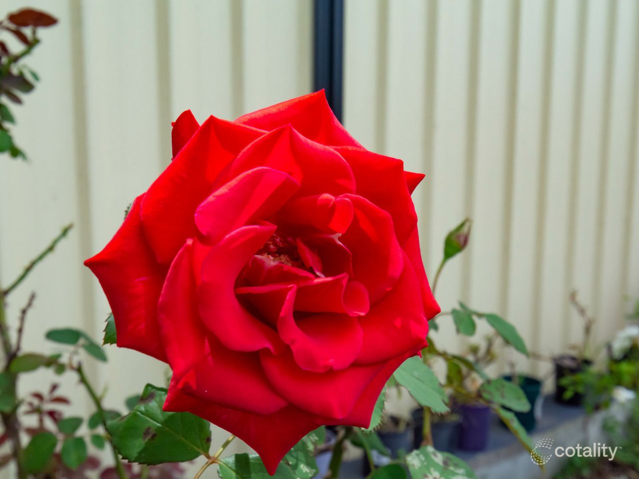 9 Antlia St, Regents Park, QLD 4118