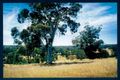 Property photo of 35 Wisteria Way Chittering WA 6084