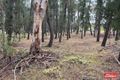 Property photo of LOT 5 Alexander Murray Road Williamstown SA 5351