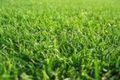 Property photo of 7 Airfield Grove Point Cook VIC 3030