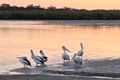 Property photo of 29 Booker Parade Golden Beach QLD 4551