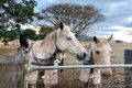 Property photo of 869 Christmas Creek Road Christmas Creek QLD 4285