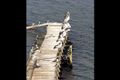 Property photo of 381A Beach Road Beaumaris VIC 3193