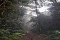 Property photo of LOT 213 Kelly Road Ellinjaa QLD 4886