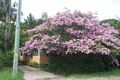 Property photo of 303 Coramba Road Coffs Harbour NSW 2450
