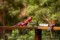 Property photo of 23 Ee-Jung Road Springbrook QLD 4213