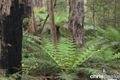 Property photo of 1 Bourkes Creek Road Pakenham Upper VIC 3810