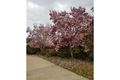 Property photo of 50 Coree Street Finley NSW 2713