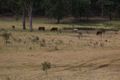 Property photo of 432 Putty Valley Road Putty NSW 2330